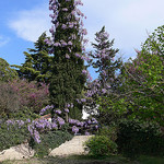 Glycine violette par Jean NICOLET - St. Rémy de Provence 13210 Bouches-du-Rhône Provence France