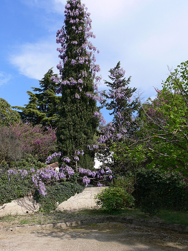 Glycine violette par Jean NICOLET