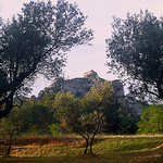 Olive Grove and Les Alpilles by wanderingYew2 - St. Rémy de Provence 13210 Bouches-du-Rhône Provence France