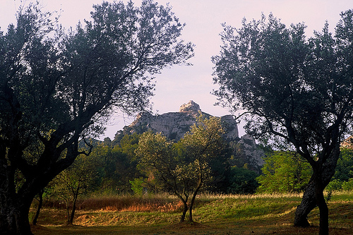 Olive Grove and Les Alpilles by wanderingYew2