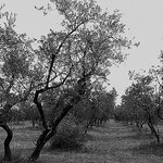 St Rémy Olive Grove by wanderingYew2 - St. Rémy de Provence 13210 Bouches-du-Rhône Provence France