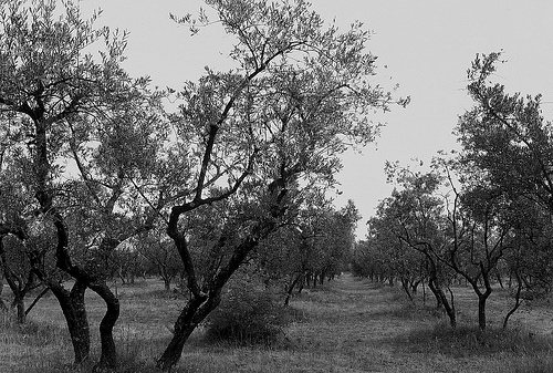 St Rémy Olive Grove by wanderingYew2