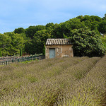 Van Gogh Garden par richieJ1 - St. Rémy de Provence 13210 Bouches-du-Rhône Provence France