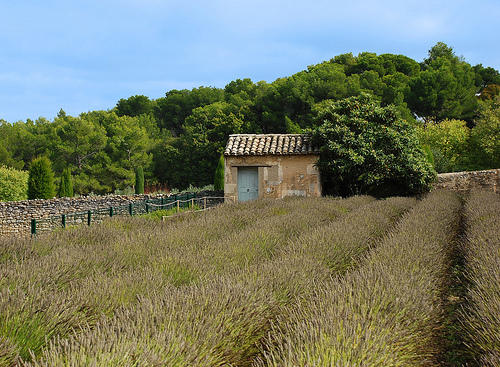 Van Gogh Garden by richieJ1