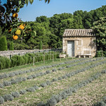 Champs de lavande et verger par Bobbex - St. Rémy de Provence 13210 Bouches-du-Rhône Provence France