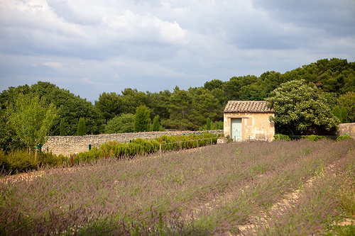 Van Gogh's Field by casey487