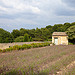Van Gogh's Field par casey487 - St. Rémy de Provence 13210 Bouches-du-Rhône Provence France