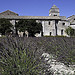 Le jardin de Van Gogh - Saint Paul de Mausole par Rainer ❏ - St. Rémy de Provence 13210 Bouches-du-Rhône Provence France