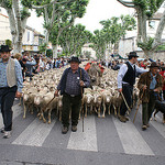 Fête de la Transhumance par salva1745 - St. Rémy de Provence 13210 Bouches-du-Rhône Provence France