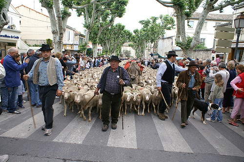 Résultat de recherche d'images pour "transhumance salon de Provence"