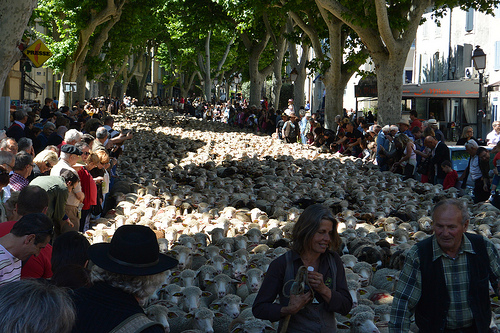 30ème Fête de la Transhumance, les moutons sont dans la rue ! par salva1745