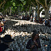 30ème Fête de la Transhumance, les moutons sont dans la rue ! by salva1745 - St. Rémy de Provence 13210 Bouches-du-Rhône Provence France