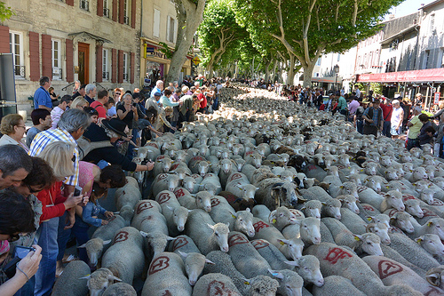 30ème Fête de la Transhumance par salva1745