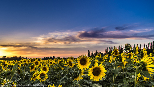 Tournesols rassasiés de soleil par Guillaume.PhotoLifeStyle