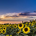 Tournesols rassasiés de soleil by Guillaume.PhotoLifeStyle - Tarascon 13150 Bouches-du-Rhône Provence France