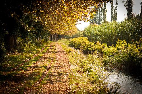 Autumn perspective in Tarsacon by ethervizion