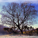 Au détour d'un chemin ... un arbre majestueux by Tinou61 - Vauvenargues 13126 Bouches-du-Rhône Provence France