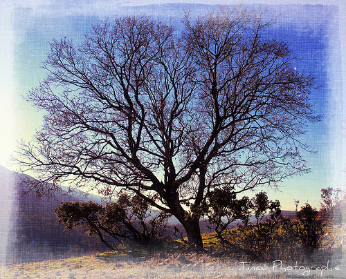 Au détour d'un chemin ... un arbre majestueux par Tinou61