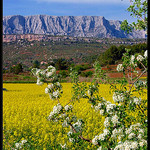 Du colza au pied de la Montagne Sainte-Victoire par Patchok34 -   Bouches-du-Rhône Provence France