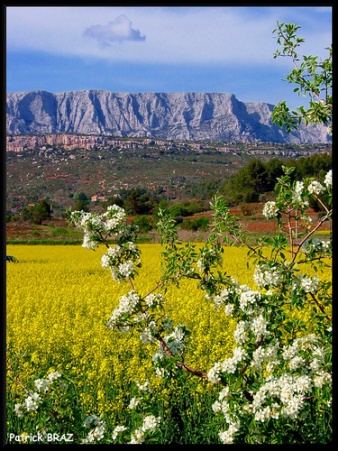 Du colza au pied de la Montagne Sainte-Victoire par Patchok34