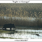 Sanglier en Camargue par michel.seguret -   Bouches-du-Rhône Provence France