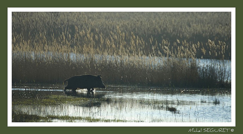 Sanglier en Camargue by michel.seguret