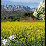 Le printemps au pays de Cézanne par Patchok34 -   Bouches-du-Rhône Provence France