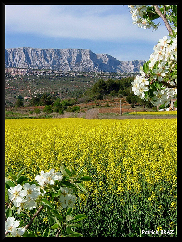 Le printemps au pays de Cézanne by Patchok34