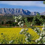 Colza au pied de la Sainte-Victoire par Patchok34 -   Bouches-du-Rhône Provence France