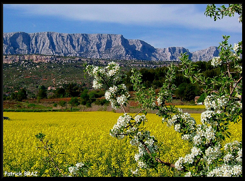 Colza au pied de la Sainte-Victoire par Patchok34