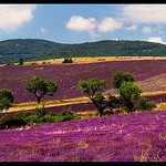 Champs de lavandes à Sederon  par Patchok34 - Barret-de-Lioure 26570 Drôme Provence France