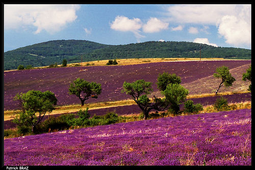 Champs de lavandes à Sederon  by Patchok34