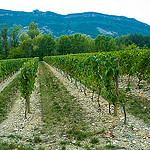 Vignoble du Cremant de Die par Reinhold.Lotz -   Drôme Provence France