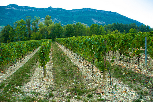 Vignoble du Cremant de Die par Reinhold.Lotz