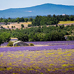 Sault, sa lavande et ses paysages en violet by Rémi Avignon -   Drôme Provence France