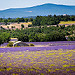 Sault, sa lavande et ses paysages en violet par Rémi Avignon -   Drôme Provence France