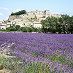 Grignan et ses champs de lavande by Thierry62 - Grignan 26230 Drôme Provence France