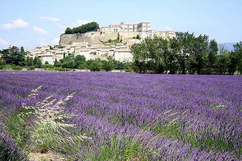 Grignan et ses champs de lavande by Thierry62