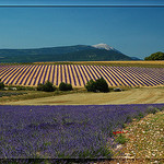 Mont Ventoux et relief de lavande by Patchok34 -   Drôme Provence France