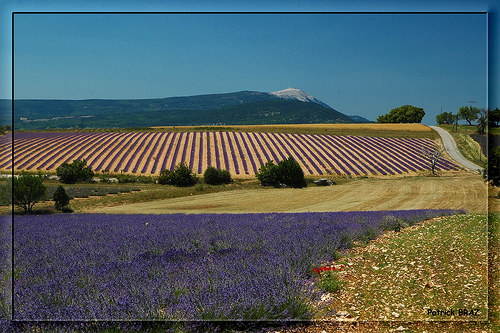 Mont Ventoux et relief de lavande by Patchok34