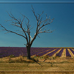 L'arbre et la lavande par Patchok34 -   Drôme Provence France