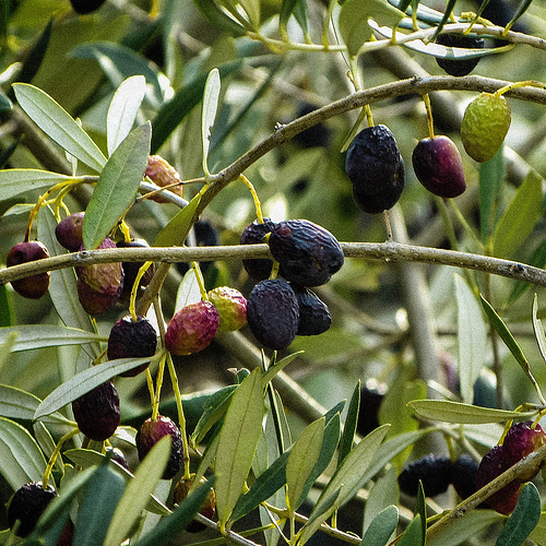 Olives frippées by CTfoto2013