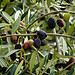 Olives frippées par CTfoto2013 - Nyons 26110 Drôme Provence France