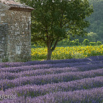 Lavande - Pont-de-Barret - Drôme Provençale by La Drôme - Pont-de-Barret 26160 Drôme Provence France