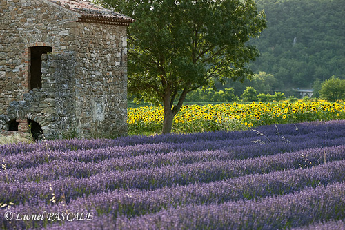 Lavande - Pont-de-Barret - Drôme Provençale by La Drôme