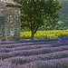 Lavande - Pont-de-Barret - Drôme Provençale by La Drôme - Pont-de-Barret 26160 Drôme Provence France