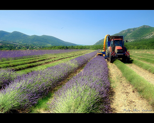 Récolte de la Lavande / lavender par Alain Cachat