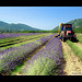 Récolte de la Lavande / lavender by Alain Cachat - Roche-St.-Secret-Béconne 26770 Drôme Provence France