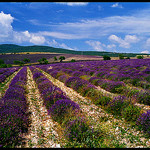 Champs de lavande Séderon par Patchok34 - Séderon 26560 Drôme Provence France