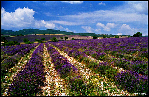 Champs de lavande Séderon par Patchok34